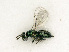  ( - BC-ZSM-HYM-27492-C03)  @11 [ ] CreativeCommons - Attribution Non-Commercial Share-Alike (2015) Stefan Schmidt SNSB, Zoologische Staatssammlung Muenchen