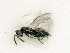  ( - BC-ZSM-HYM-27492-C04)  @11 [ ] CreativeCommons - Attribution Non-Commercial Share-Alike (2015) Stefan Schmidt SNSB, Zoologische Staatssammlung Muenchen