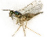  ( - BC-ZSM-HYM-27492-D01)  @11 [ ] CreativeCommons - Attribution Non-Commercial Share-Alike (2015) Stefan Schmidt SNSB, Zoologische Staatssammlung Muenchen