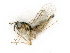  ( - BC-ZSM-HYM-27492-D02)  @11 [ ] CreativeCommons - Attribution Non-Commercial Share-Alike (2015) Stefan Schmidt SNSB, Zoologische Staatssammlung Muenchen