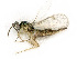  ( - BC-ZSM-HYM-27492-D03)  @11 [ ] CreativeCommons - Attribution Non-Commercial Share-Alike (2015) Stefan Schmidt SNSB, Zoologische Staatssammlung Muenchen