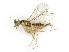  ( - BC-ZSM-HYM-27492-D04)  @11 [ ] CreativeCommons - Attribution Non-Commercial Share-Alike (2015) Stefan Schmidt SNSB, Zoologische Staatssammlung Muenchen