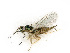  ( - BC-ZSM-HYM-27492-D05)  @11 [ ] CreativeCommons - Attribution Non-Commercial Share-Alike (2015) Stefan Schmidt SNSB, Zoologische Staatssammlung Muenchen