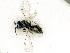  ( - BC-ZSM-HYM-27492-E05)  @11 [ ] CreativeCommons - Attribution Non-Commercial Share-Alike (2015) Stefan Schmidt SNSB, Zoologische Staatssammlung Muenchen