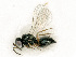  ( - BC-ZSM-HYM-27492-E06)  @11 [ ] CreativeCommons - Attribution Non-Commercial Share-Alike (2015) Stefan Schmidt SNSB, Zoologische Staatssammlung Muenchen