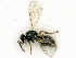  ( - BC-ZSM-HYM-27492-E07)  @11 [ ] CreativeCommons - Attribution Non-Commercial Share-Alike (2015) Stefan Schmidt SNSB, Zoologische Staatssammlung Muenchen