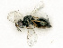  ( - BC-ZSM-HYM-27492-E09)  @11 [ ] CreativeCommons - Attribution Non-Commercial Share-Alike (2015) Stefan Schmidt SNSB, Zoologische Staatssammlung Muenchen