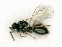  ( - BC-ZSM-HYM-27492-E10)  @11 [ ] CreativeCommons - Attribution Non-Commercial Share-Alike (2015) Stefan Schmidt SNSB, Zoologische Staatssammlung Muenchen