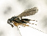  (Tetracampe impressa - BC-ZSM-HYM-27493-E09)  @11 [ ] CreativeCommons - Attribution Non-Commercial Share-Alike (2015) Stefan Schmidt SNSB, Zoologische Staatssammlung Muenchen