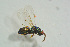  ( - BC-ZSM-HYM-27493-G09)  @12 [ ] CreativeCommons - Attribution Non-Commercial Share-Alike (2015) Stefan Schmidt SNSB, Zoologische Staatssammlung Muenchen