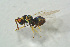  ( - BC-ZSM-HYM-27493-H01)  @13 [ ] CreativeCommons - Attribution Non-Commercial Share-Alike (2015) Stefan Schmidt SNSB, Zoologische Staatssammlung Muenchen