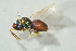  (Tetrastichus erinus - BC-ZSM-HYM-27493-H04)  @13 [ ] CreativeCommons - Attribution Non-Commercial Share-Alike (2015) Stefan Schmidt SNSB, Zoologische Staatssammlung Muenchen