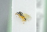  ( - BC-ZSM-HYM-27495-B05)  @12 [ ] CreativeCommons - Attribution Non-Commercial Share-Alike (2015) Unspecified SNSB, Zoologische Staatssammlung Muenchen