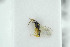  ( - BC-ZSM-HYM-27495-C11)  @12 [ ] CreativeCommons - Attribution Non-Commercial Share-Alike (2015) Stefan Schmidt SNSB, Zoologische Staatssammlung Muenchen