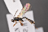 ( - BC-ZSM-HYM-27496-B04)  @13 [ ] CreativeCommons - Attribution Non-Commercial Share-Alike (2018) SNSB, Staatliche Naturwissenschaftliche Sammlungen Bayerns ZSM (SNSB, Zoologische Staatssammlung Muenchen)
