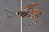  ( - BC-ZSM-HYM-27496-B06)  @15 [ ] CreativeCommons - Attribution Non-Commercial Share-Alike (2018) SNSB, Staatliche Naturwissenschaftliche Sammlungen Bayerns ZSM (SNSB, Zoologische Staatssammlung Muenchen)