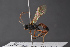  (Scopesis rufolabris - BC-ZSM-HYM-27496-D05)  @13 [ ] CreativeCommons - Attribution Non-Commercial Share-Alike (2018) SNSB, Staatliche Naturwissenschaftliche Sammlungen Bayerns ZSM (SNSB, Zoologische Staatssammlung Muenchen)