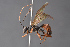  (Scopesis MR01 - BC-ZSM-HYM-27496-D12)  @15 [ ] CreativeCommons - Attribution Non-Commercial Share-Alike (2018) SNSB, Staatliche Naturwissenschaftliche Sammlungen Bayerns ZSM (SNSB, Zoologische Staatssammlung Muenchen)