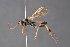  (Scopesis sachalinensis - BC-ZSM-HYM-27496-E05)  @15 [ ] CreativeCommons - Attribution Non-Commercial Share-Alike (2018) SNSB, Staatliche Naturwissenschaftliche Sammlungen Bayerns ZSM (SNSB, Zoologische Staatssammlung Muenchen)