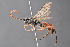  (Scopesis rubrotincta - BC-ZSM-HYM-27496-E06)  @14 [ ] CreativeCommons - Attribution Non-Commercial Share-Alike (2018) SNSB, Staatliche Naturwissenschaftliche Sammlungen Bayerns ZSM (SNSB, Zoologische Staatssammlung Muenchen)