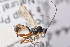  ( - BC-ZSM-HYM-27496-F05)  @13 [ ] CreativeCommons - Attribution Non-Commercial Share-Alike (2018) SNSB, Staatliche Naturwissenschaftliche Sammlungen Bayerns ZSM (SNSB, Zoologische Staatssammlung Muenchen)