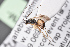  ( - BC-ZSM-HYM-27496-F07)  @11 [ ] CreativeCommons - Attribution Non-Commercial Share-Alike (2018) SNSB, Staatliche Naturwissenschaftliche Sammlungen Bayerns ZSM (SNSB, Zoologische Staatssammlung Muenchen)