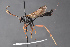  ( - BC-ZSM-HYM-27496-F11)  @14 [ ] CreativeCommons - Attribution Non-Commercial Share-Alike (2018) SNSB, Staatliche Naturwissenschaftliche Sammlungen Bayerns ZSM (SNSB, Zoologische Staatssammlung Muenchen)