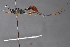  ( - BC-ZSM-HYM-27496-F12)  @14 [ ] CreativeCommons - Attribution Non-Commercial Share-Alike (2018) SNSB, Staatliche Naturwissenschaftliche Sammlungen Bayerns ZSM (SNSB, Zoologische Staatssammlung Muenchen)