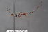 (Aritranis - BC-ZSM-HYM-27496-G01)  @15 [ ] CreativeCommons - Attribution Non-Commercial Share-Alike (2018) SNSB, Staatliche Naturwissenschaftliche Sammlungen Bayerns ZSM (SNSB, Zoologische Staatssammlung Muenchen)