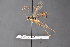  ( - BC-ZSM-HYM-27496-G05)  @14 [ ] CreativeCommons - Attribution Non-Commercial Share-Alike (2018) SNSB, Staatliche Naturwissenschaftliche Sammlungen Bayerns ZSM (SNSB, Zoologische Staatssammlung Muenchen)