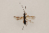  (Aleiodes pulchripes - BC-ZSM-HYM-27497-A05)  @13 [ ] CreativeCommons - Attribution Non-Commercial Share-Alike (2017) SNSB, Staatliche Naturwissenschaftliche Sammlungen Bayerns ZSM (SNSB, Zoologische Staatssammlung Muenchen)