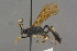  (Eupalamus lamentator - BC-ZSM-HYM-27497-C08)  @14 [ ] CreativeCommons - Attribution Non-Commercial Share-Alike (2017) SNSB, Staatliche Naturwissenschaftliche Sammlungen Bayerns ZSM (SNSB, Zoologische Staatssammlung Muenchen)
