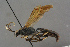 (Eupalamus wesmaeli - BC-ZSM-HYM-27497-C10)  @14 [ ] CreativeCommons - Attribution Non-Commercial Share-Alike (2017) SNSB, Staatliche Naturwissenschaftliche Sammlungen Bayerns ZSM (SNSB, Zoologische Staatssammlung Muenchen)