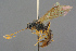  ( - BC-ZSM-HYM-27497-D03)  @11 [ ] CreativeCommons - Attribution Non-Commercial Share-Alike (2017) SNSB, Staatliche Naturwissenschaftliche Sammlungen Bayerns ZSM (SNSB, Zoologische Staatssammlung Muenchen)