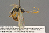  ( - BC-ZSM-HYM-27497-D10)  @11 [ ] CreativeCommons - Attribution Non-Commercial Share-Alike (2017) SNSB, Staatliche Naturwissenschaftliche Sammlungen Bayerns ZSM (SNSB, Zoologische Staatssammlung Muenchen)