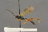  (Pleolophus larvincola - BC-ZSM-HYM-27497-F03)  @11 [ ] CreativeCommons - Attribution Non-Commercial Share-Alike (2017) SNSB, Staatliche Naturwissenschaftliche Sammlungen Bayerns ZSM (SNSB, Zoologische Staatssammlung Muenchen)