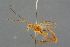  ( - BC-ZSM-HYM-27497-F12)  @11 [ ] CreativeCommons - Attribution Non-Commercial Share-Alike (2017) SNSB, Staatliche Naturwissenschaftliche Sammlungen Bayerns ZSM (SNSB, Zoologische Staatssammlung Muenchen)