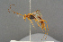  ( - BC-ZSM-HYM-27497-G01)  @11 [ ] CreativeCommons - Attribution Non-Commercial Share-Alike (2017) SNSB, Staatliche Naturwissenschaftliche Sammlungen Bayerns ZSM (SNSB, Zoologische Staatssammlung Muenchen)