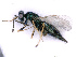  (Tetrastichus legionarius - BC-ZSM-HYM-27501-E01)  @15 [ ] CreativeCommons - Attribution Non-Commercial Share-Alike (2016) SNSB, Staatliche Naturwissenschaftliche Sammlungen Bayerns ZSM (SNSB, Zoologische Staatssammlung Muenchen)