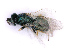  ( - BC-ZSM-HYM-27501-E06)  @12 [ ] CreativeCommons - Attribution Non-Commercial Share-Alike (2016) SNSB, Staatliche Naturwissenschaftliche Sammlungen Bayerns ZSM (SNSB, Zoologische Staatssammlung Muenchen)