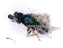  ( - BC-ZSM-HYM-27501-E07)  @12 [ ] CreativeCommons - Attribution Non-Commercial Share-Alike (2016) SNSB, Staatliche Naturwissenschaftliche Sammlungen Bayerns ZSM (SNSB, Zoologische Staatssammlung Muenchen)
