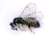 ( - BC-ZSM-HYM-27501-G02)  @11 [ ] CreativeCommons - Attribution Non-Commercial Share-Alike (2016) SNSB, Staatliche Naturwissenschaftliche Sammlungen Bayerns ZSM (SNSB, Zoologische Staatssammlung Muenchen)