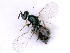  ( - BC-ZSM-HYM-27501-G03)  @11 [ ] CreativeCommons - Attribution Non-Commercial Share-Alike (2016) SNSB, Staatliche Naturwissenschaftliche Sammlungen Bayerns ZSM (SNSB, Zoologische Staatssammlung Muenchen)