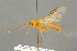  ( - BC-ZSM-HYM-27503-A02)  @14 [ ] CreativeCommons - Attribution Non-Commercial Share-Alike (2016) SNSB, Staatliche Naturwissenschaftliche Sammlungen Bayerns ZSM (SNSB, Zoologische Staatssammlung Muenchen)