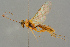  ( - BC-ZSM-HYM-27503-B01)  @11 [ ] CreativeCommons - Attribution Non-Commercial Share-Alike (2016) SNSB, Staatliche Naturwissenschaftliche Sammlungen Bayerns ZSM (SNSB, Zoologische Staatssammlung Muenchen)