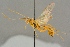  ( - BC-ZSM-HYM-27503-B02)  @11 [ ] CreativeCommons - Attribution Non-Commercial Share-Alike (2016) SNSB, Staatliche Naturwissenschaftliche Sammlungen Bayerns ZSM (SNSB, Zoologische Staatssammlung Muenchen)