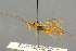  ( - BC-ZSM-HYM-27503-B03)  @11 [ ] CreativeCommons - Attribution Non-Commercial Share-Alike (2016) SNSB, Staatliche Naturwissenschaftliche Sammlungen Bayerns ZSM (SNSB, Zoologische Staatssammlung Muenchen)