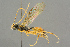  ( - BC-ZSM-HYM-27503-B04)  @11 [ ] CreativeCommons - Attribution Non-Commercial Share-Alike (2016) SNSB, Staatliche Naturwissenschaftliche Sammlungen Bayerns ZSM (SNSB, Zoologische Staatssammlung Muenchen)