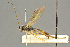  ( - BC-ZSM-HYM-27503-B05)  @11 [ ] CreativeCommons - Attribution Non-Commercial Share-Alike (2016) SNSB, Staatliche Naturwissenschaftliche Sammlungen Bayerns ZSM (SNSB, Zoologische Staatssammlung Muenchen)