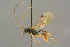  (Lathrolestes buccinator - BC-ZSM-HYM-27503-B06)  @11 [ ] CreativeCommons - Attribution Non-Commercial Share-Alike (2016) SNSB, Staatliche Naturwissenschaftliche Sammlungen Bayerns ZSM (SNSB, Zoologische Staatssammlung Muenchen)